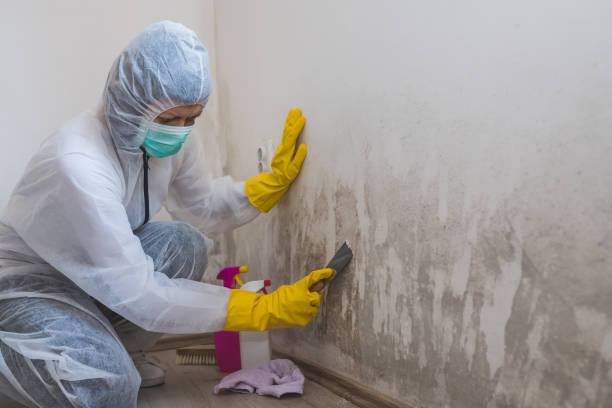 Best Basement Mold Removal  in Oakes, ND